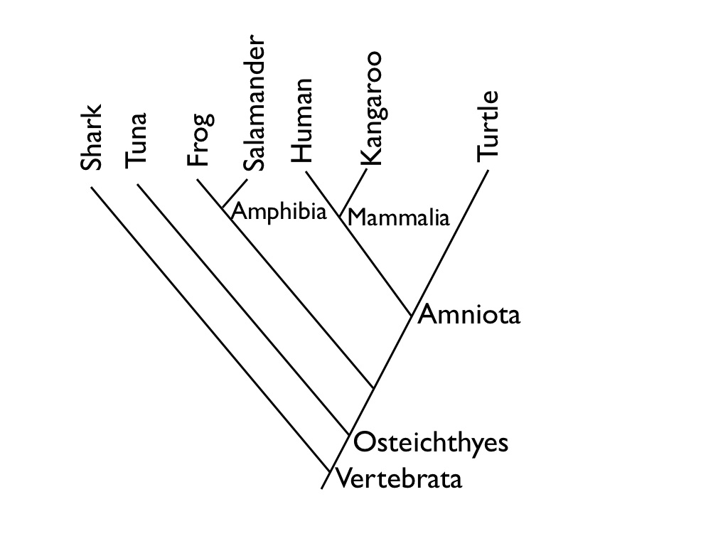 Diagraming Evolution, or How to read a Cladogram Paleocave Blog