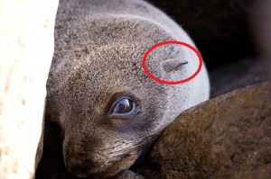 Eared!